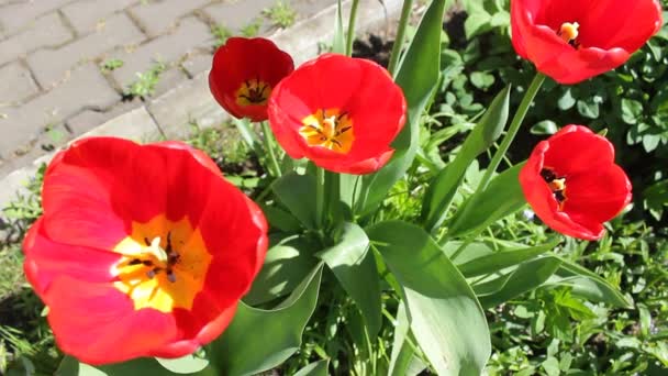 Floração Tulipas Vermelhas Primavera Vários Tulipas Bonitas Brilhantes Closeup Fundo — Vídeo de Stock