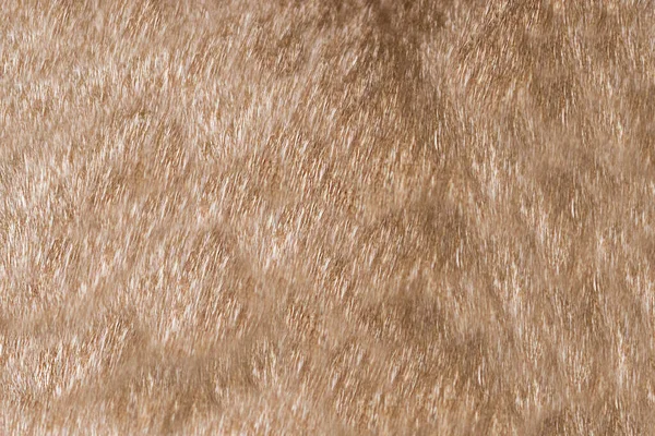 Macska Bundájának Textúrája Gesztenye Bézs Színű — Stock Fotó