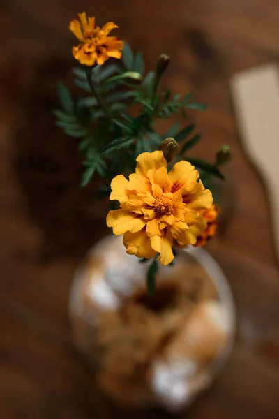 Γλάστρα λουλούδι Marigold σε ξύλινο τραπέζι — Φωτογραφία Αρχείου