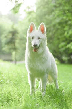 Labrador Retriever yeşil çimlerde yatıyor - mavi gökyüzü arka planda