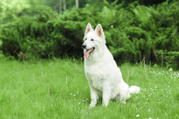 Labrador Retriever Liggend Groen Gras Blauwe Lucht Achtergrond — Stockfoto