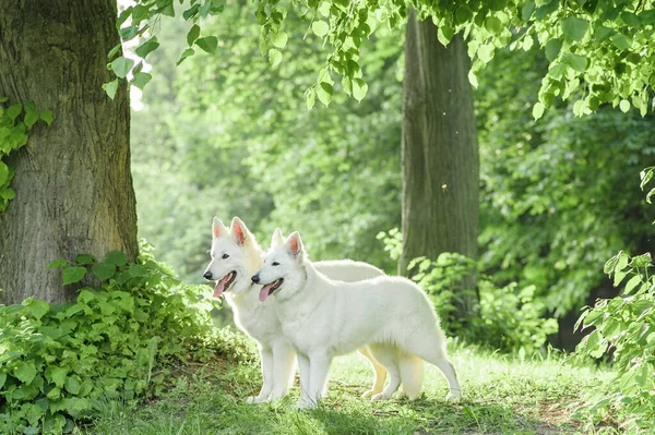 Hejno Bílých Švýcarských Ovčáckých Psů Procházce Přírodě — Stock fotografie