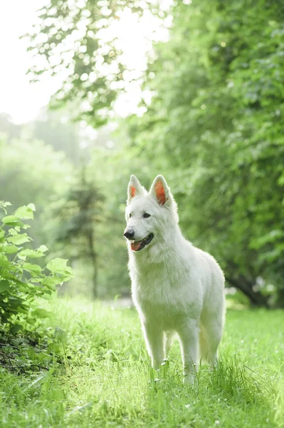 Λαμπραντόρ Retriever Βρίσκεται Στο Πράσινο Γρασίδι Μπλε Ουρανό Στο Παρασκήνιο — Φωτογραφία Αρχείου