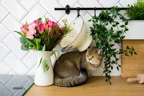 Raça Gato Chinchila Cinza Lado Buquê Flores Interior Cozinha Moderna — Fotografia de Stock