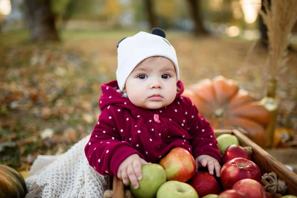 Küçük Kız Ilk Beslenmek Için Bir Elma Seçiyor — Stok fotoğraf