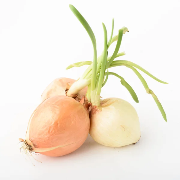 Cebolla Primavera Aislada Sobre Fondo Blanco — Foto de Stock