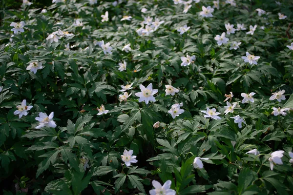 Lichtung Wald Übersät Mit Blume Skylla — Stockfoto