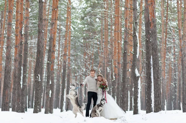 Noiva Alegre Noivo Com Dois Husky Siberiano São Colocados Fundo — Fotografia de Stock