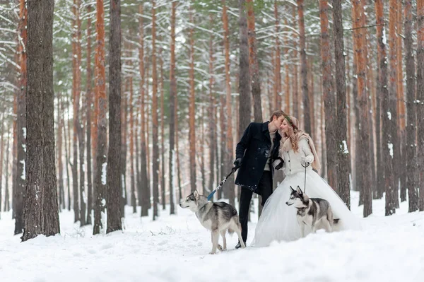 Noiva Alegre Noivo Com Dois Husky Siberiano São Colocados Fundo — Fotografia de Stock