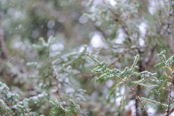 Una Ramita Picea Joven Está Quedando Dormida Nieve Pesada Mal —  Fotos de Stock