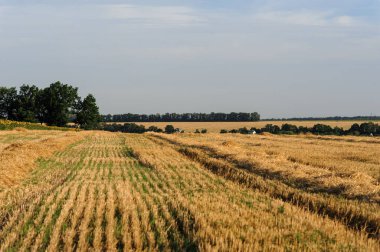 Gün batımında bir tarlada hasat edilmiş buğday başakları.