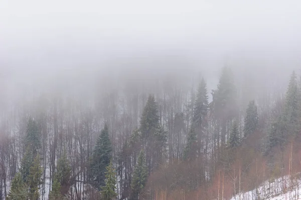 雪に覆われた冬の森 霧の多い天気 視界不良 — ストック写真