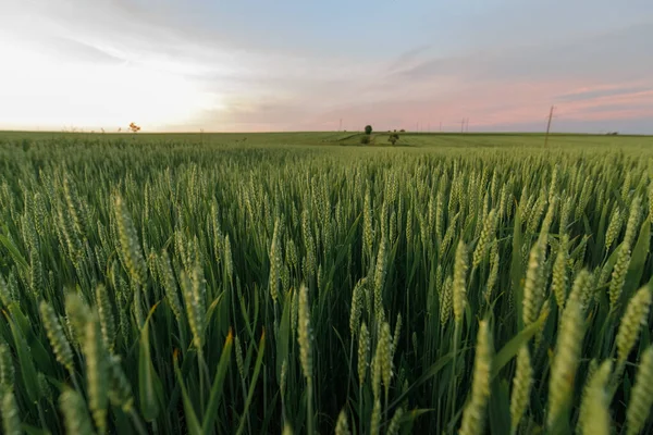 Trigo Verde Atardecer Primer Plano Disparo — Foto de Stock