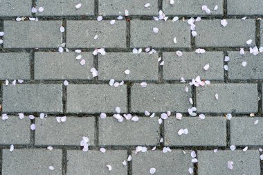 Sakura çiçek yaprakları kaldırım taşlarında..