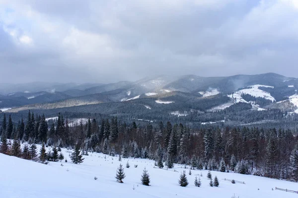 Ladin Dağ Ormanları Karla Kaplı — Stok fotoğraf