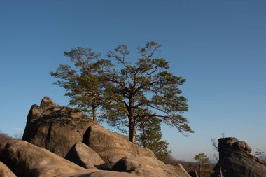 Uçurumun tepesinde büyüyen iki büyük ağaç..
