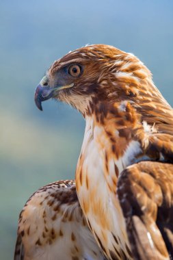 Kırmızı kuyruk (Buteo jamaicensis kartal)