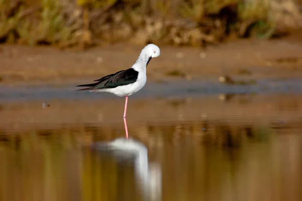 Black-Winged Stilt — Stock Photo, Image