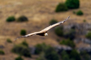 Kızıl akbaba (Gyps fulvus)