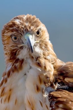 Kartal kırmızı kuyruk