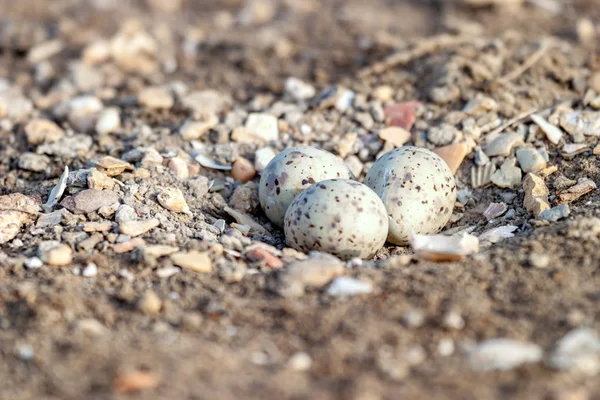 Kara kanatlı Uzunbacak yumurta — Stok fotoğraf