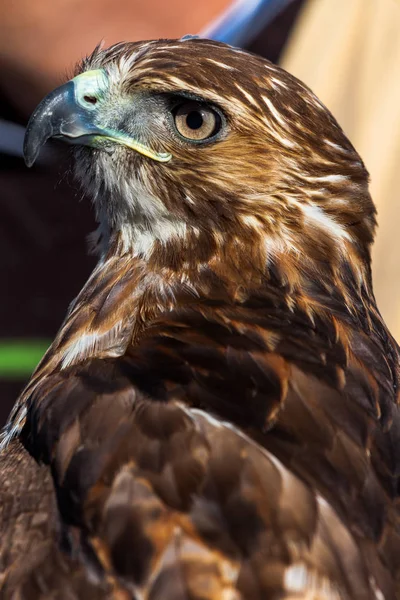 Aquila di coda rossa — Foto Stock