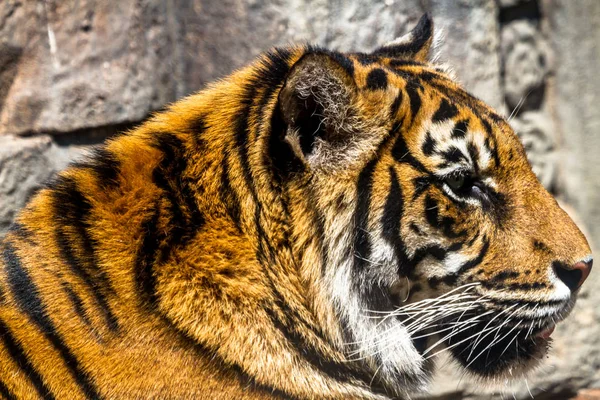 Beautiful Bengal tiger — Stock Photo, Image