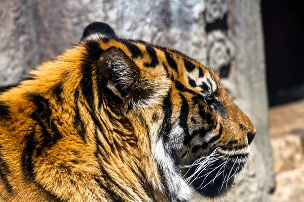 Wild Bengal tiger — Stock Photo, Image