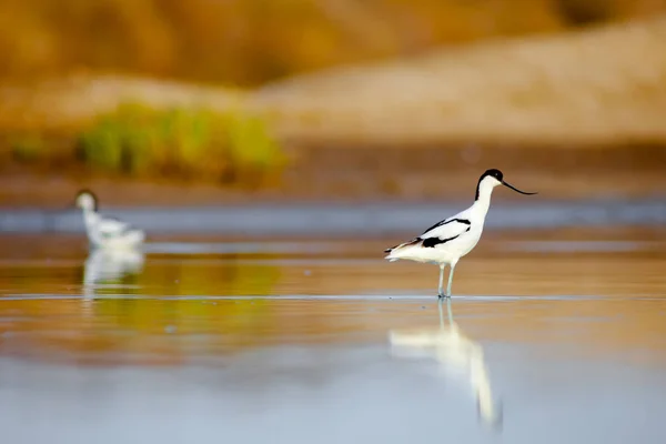 Avocette élégante, recurvirostra avosetta — Photo