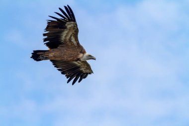 Kızıl akbaba (Gyps fulvus)