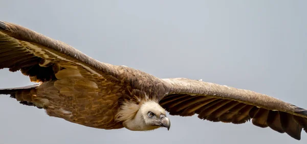 Griffon Vulture, (Gyps fulvus) — Stock Photo, Image
