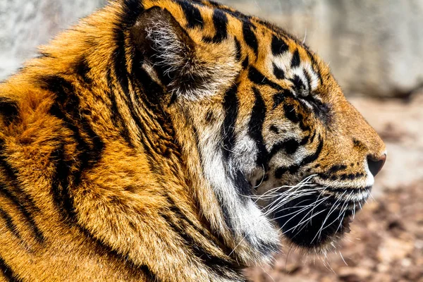 Bengal tiger posing p — Stock Photo, Image