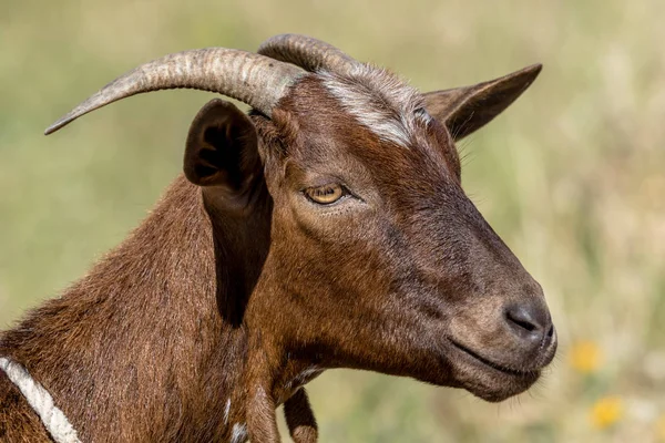 Close up de cabra marrom — Fotografia de Stock