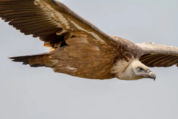 Grifone Avvoltoio, (Gyps fulvus ) — Foto Stock