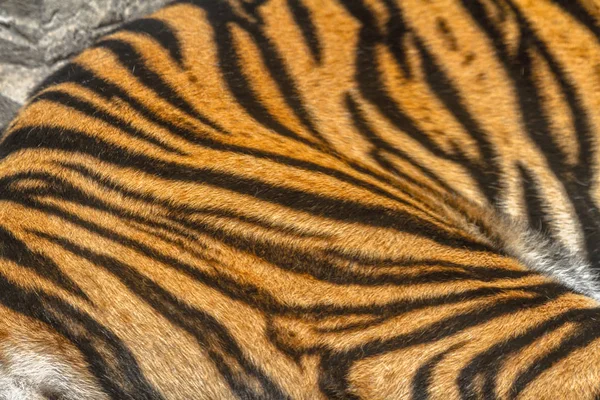 Fur of Bengal tiger — Stock Photo, Image