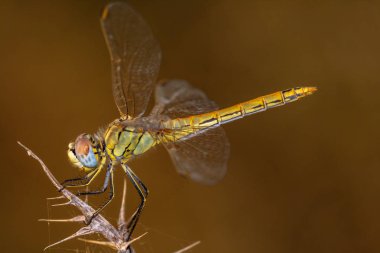 Yusufçuk (sympetrum sp )