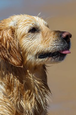 golden retriever köpek