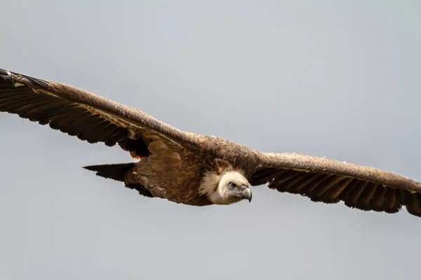 Grifone avvoltoio in volo — Foto Stock