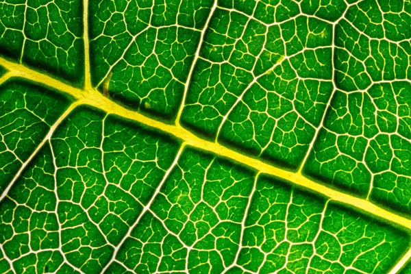 Macro of a leaf texture — Stock Photo, Image