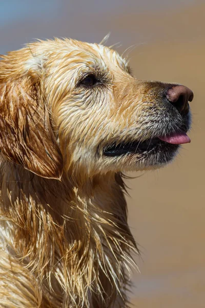 Собака золотого ретривера — стоковое фото