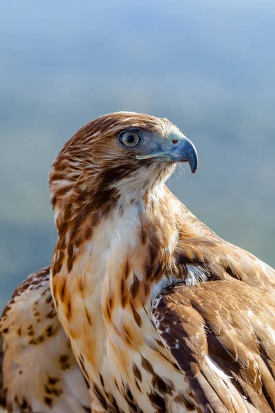 Eagle of red tail (Buteo jamaicensis) — Stock Photo, Image