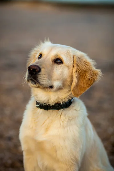 Pes, zlatý retrívr — Stock fotografie