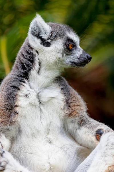 Lemur of ring-shaped tail ,Lemur catta — Stock Photo, Image