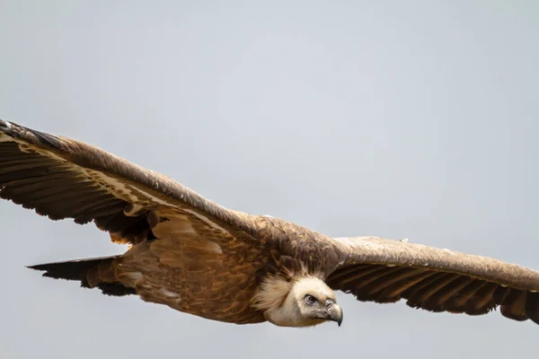 Grifone Avvoltoio, (Gyps fulvus ) — Foto Stock