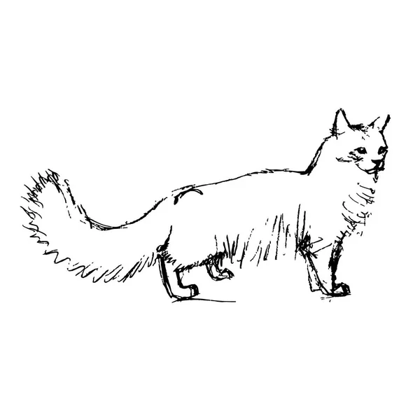 Fluffy angora cat vector — Stock Vector