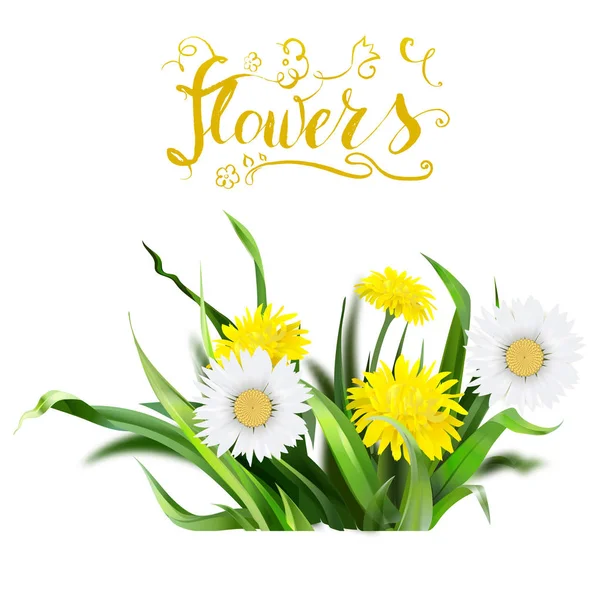 Pissenlit, herbe verte, illustration fleur jaune, det isolé — Image vectorielle