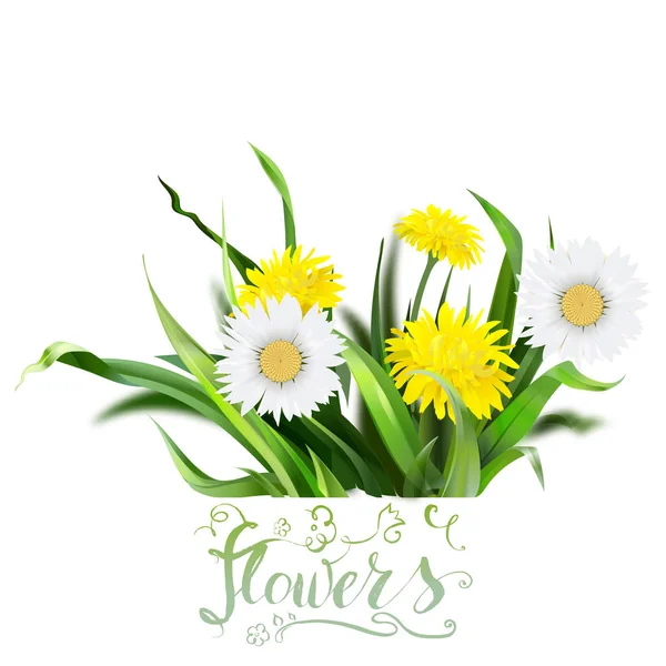 Pissenlit, herbe verte, illustration fleur jaune, det isolé — Image vectorielle