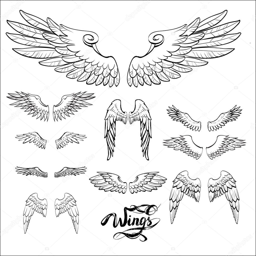 angel wings vector, lettering, drawing