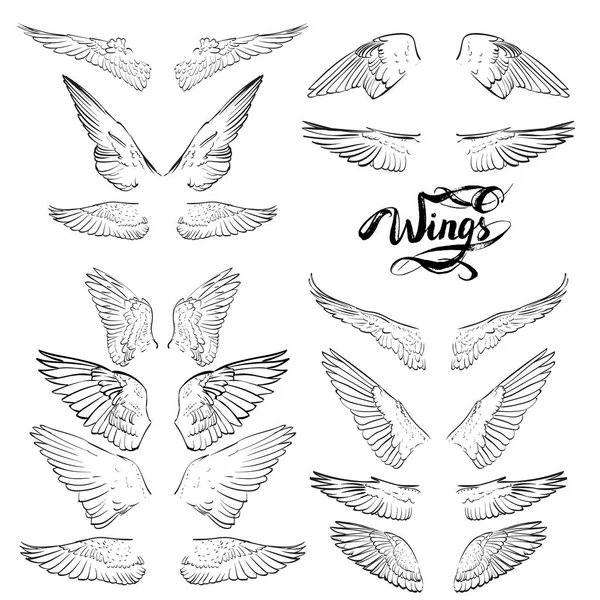 天使的翅膀，刻字，绘制矢量 — 图库矢量图片
