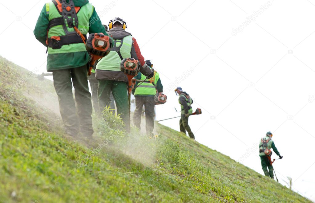 Professional landscapers team workers cutting grown green grass on inclined slope with petrol string trimmers. Lawn care with brush cutters